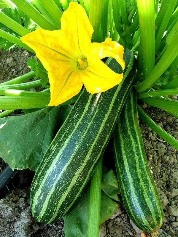 Cocozelle Zucchini Seeds, 1 Ounce, NON-GMO, Summer Squash, Cucurbita pepo 'Cocozella di Napoli'