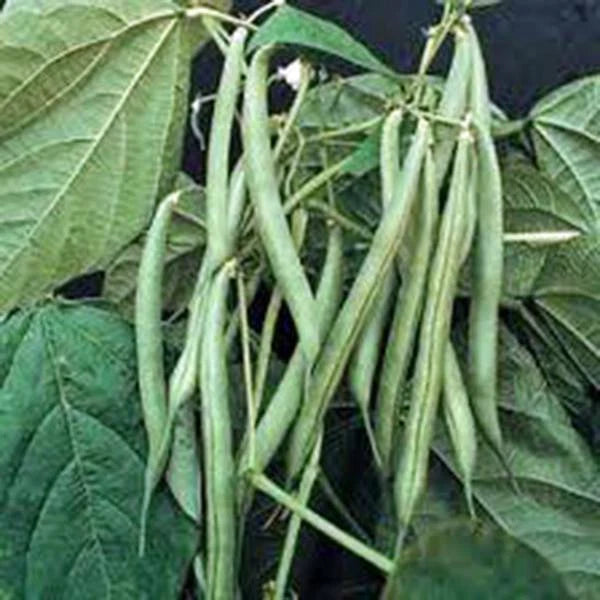 Blue Lake Bush Green Bean Seeds - Heirloom Variety, 20+ Tasty Seeds, Ideal for Home Gardening, Phaseolus vulgaris