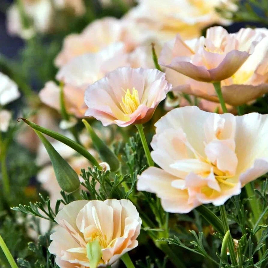 California Thai Silk Pink Champagne Poppy Seeds - 200+ Seeds for Gardening - Papaver somniferum