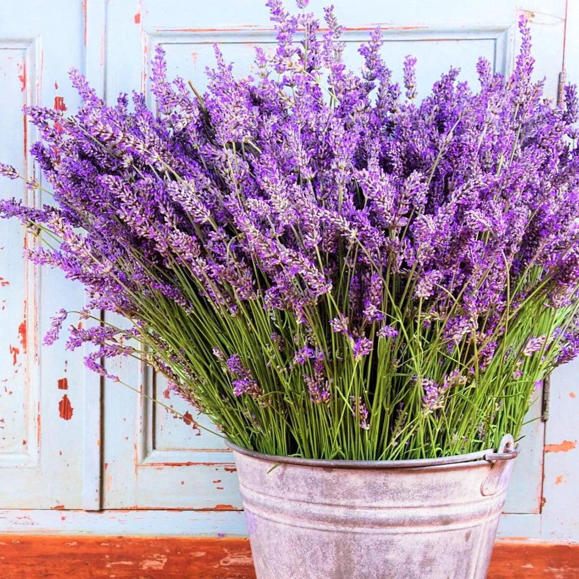 Vera Lavender Seeds - Sweet English Perennial Purple Flower