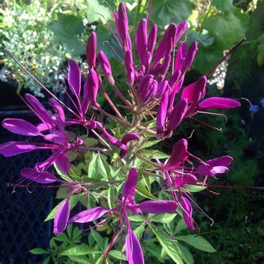 Bright Purple Spider Seeds - 100 Pack - Clome Spinosa Perennial - US Seller Flower