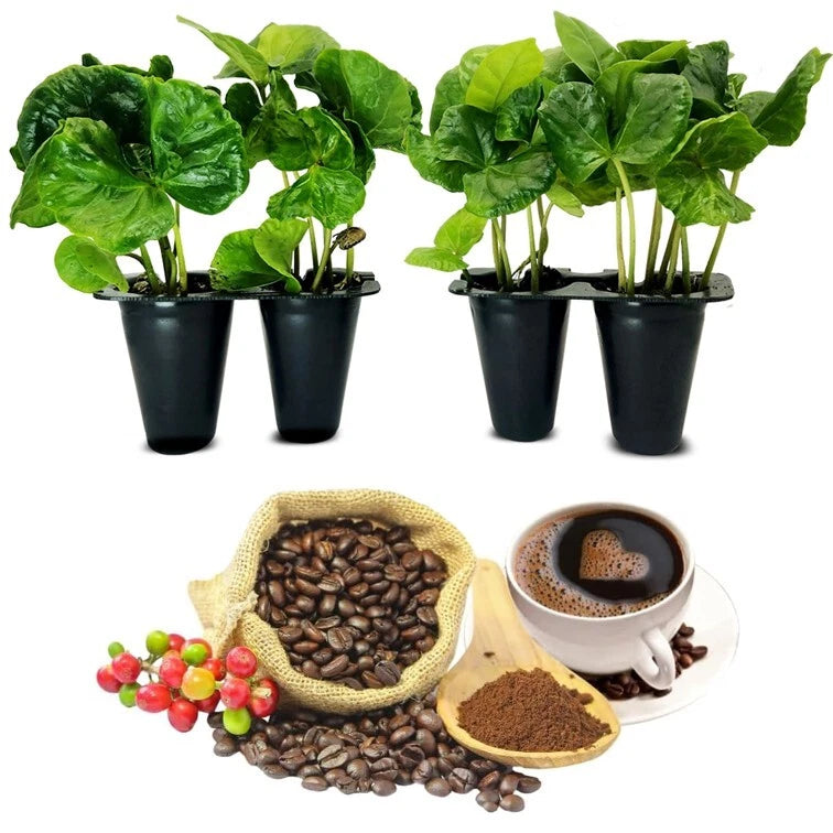 Coffee Plant 4 Pack - Arabica Live Plants - Perfect for Coffee Lovers - Coffea arabica