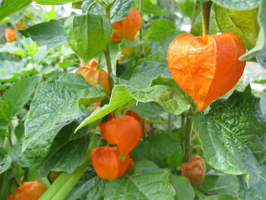 60 Seeds - Chinese Lantern Plant - Red/Orange Flower Seed Pods