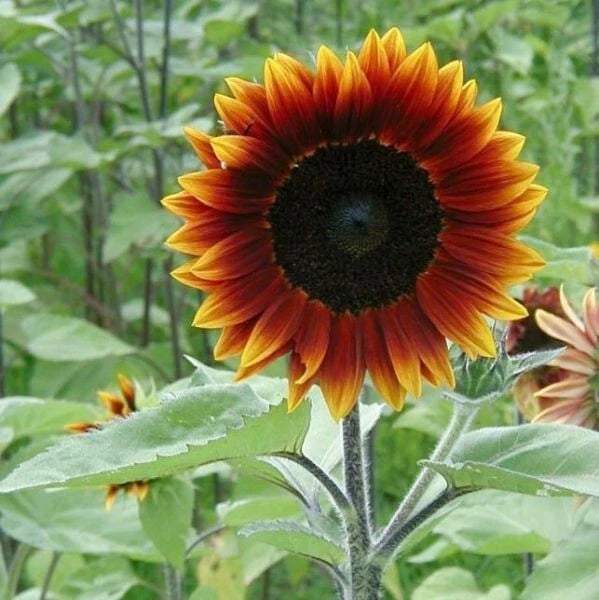 25+ Earthwalker Sunflower Seeds - Heirloom, Colorful, Rare - Helianthus annuus