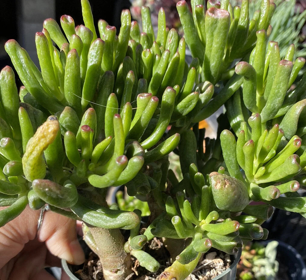 ogre ear jade plant Ogre Ears Shrek ET Jade Plant Cuttings 3 Dwarf Green Succulent (Crassu – Jayme Garden