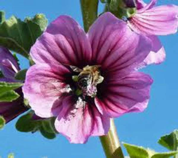 Rose Mallow Seeds, 100 Count, Beautiful Bright Rose Flowers, Hibiscus moscheutos