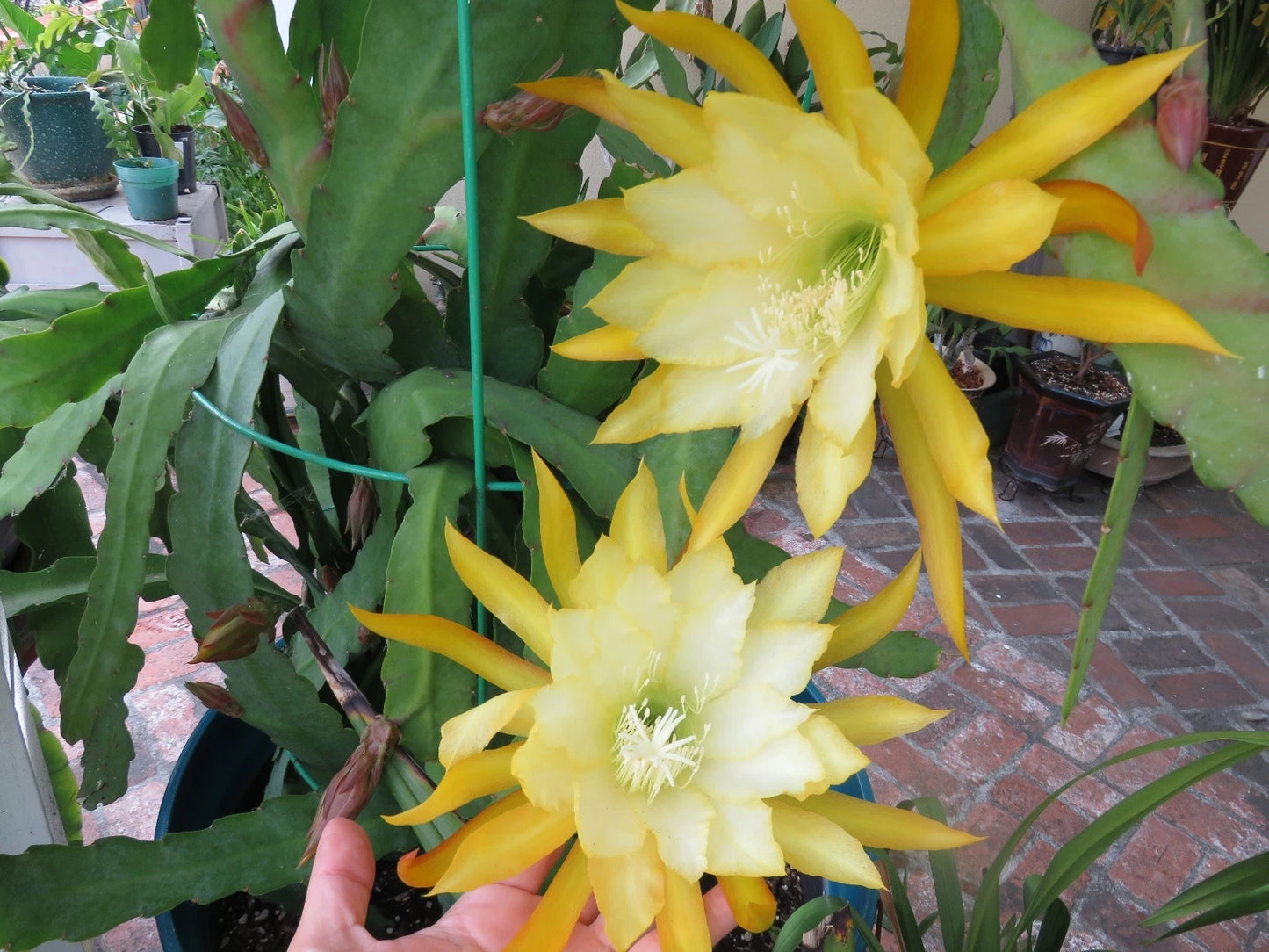 Epiphyllum Orchid Fresh Cutting Plant 8"-10" Queen of the Night Cactus Ric Rac (Epiphyllum oxypetalum)