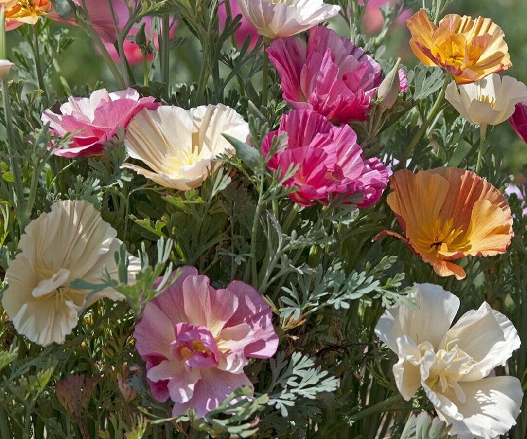 California Poppy Seeds - Thai Silk Mix - Eschscholzia californica - 25 Seeds for Vibrant Garden Blooms