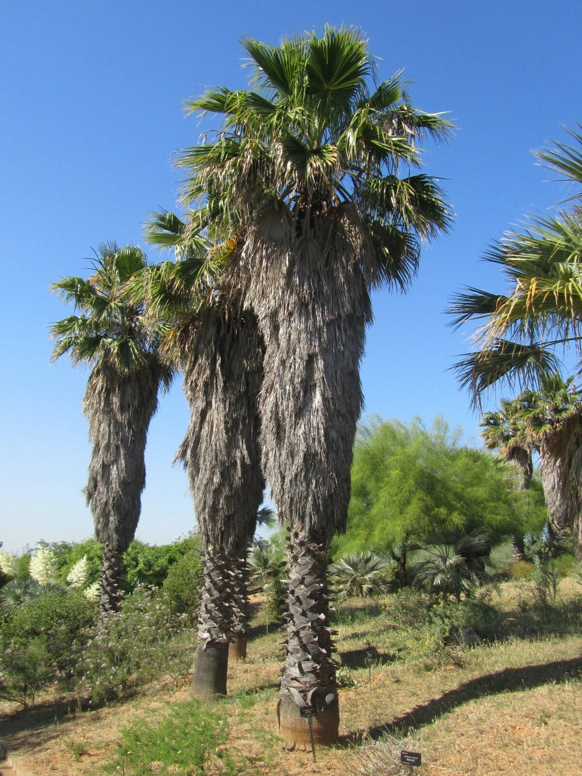 fan palm plant outdoor California Fan Palm Seeds, 20 Pack, Washingtonia filifera, Drought-Tol –  Jayme Garden