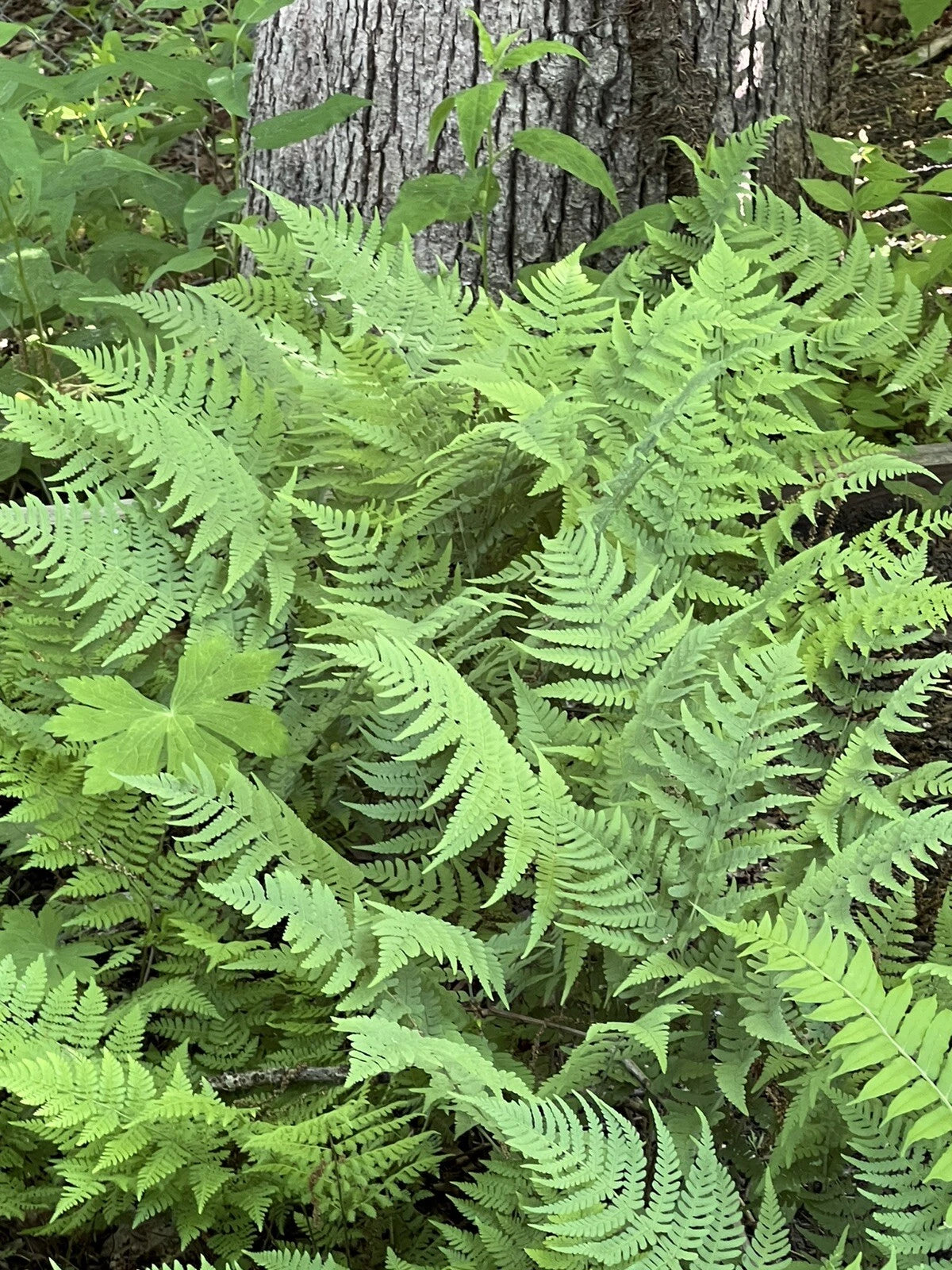 Leatherwood Fern 3-Pack Premium Native Woodland Ferns Bare Root - Ideal for Gardens and Landscaping