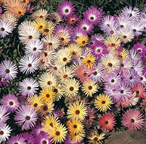 planting livingstone daisy seeds Daisy Ice Plant Seeds 500 Count