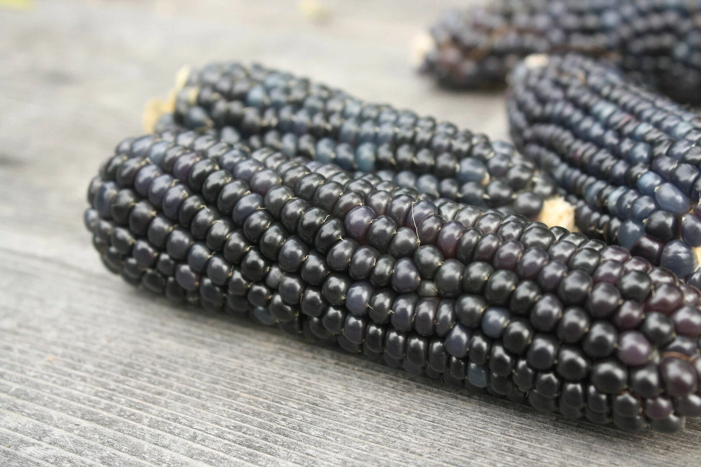 25+ Organic Blue Hopi Corn Seeds - Heirloom Native Variety for Summer and Fall Vegetable Gardens
