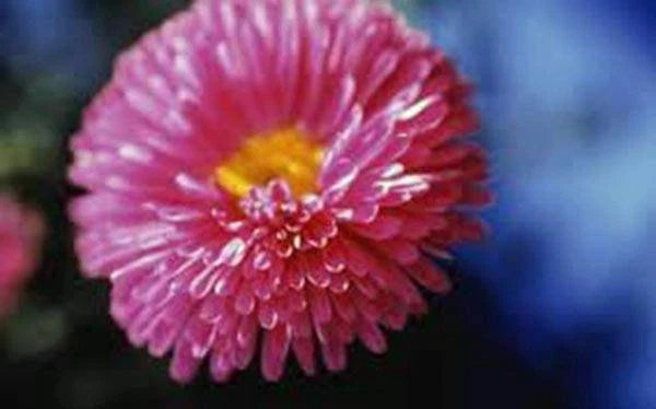 Aster Seeds - 25+ Pack - Rainbow Variety - Vibrant Bright Blooms - Perfect for Gardens (Aster spp.)