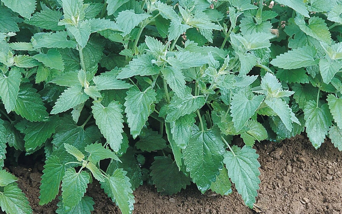 Catnip Seeds Bulk - Heirloom Non-GMO - Cat Party Supplies - Nepeta cataria - 300 to 10K Seeds