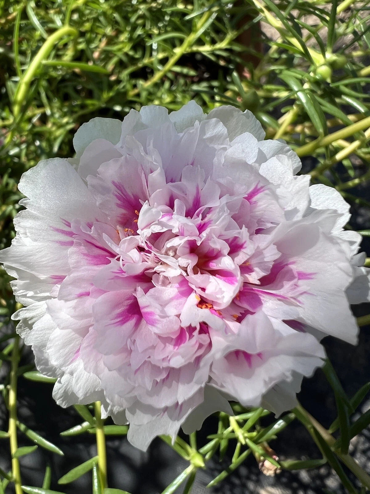 portulaca succulent Unrooted Cuttings - 5 Pink Princess Portulaca Moss Rose
