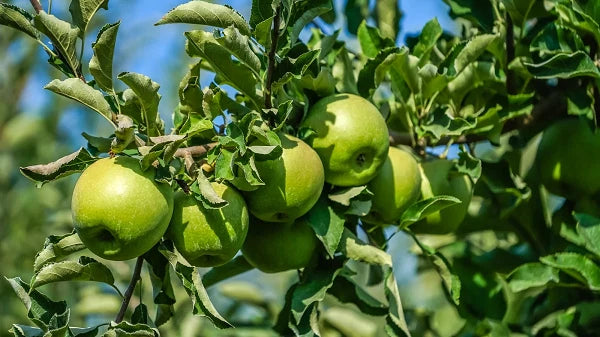 Granny Smith Apple Tree - Rooted New Stock Plant - Up to 2 ft Tall - Malus domestica