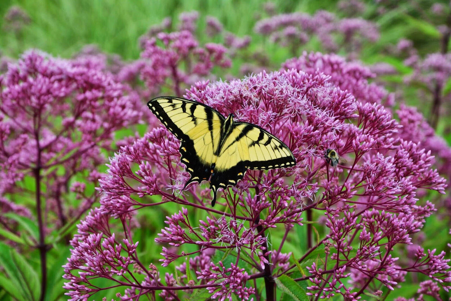 Joe Pye Weed Seeds - 165 Count - Pink Perennial for Butterflies - Eupatorium purpureum - GroCo USA