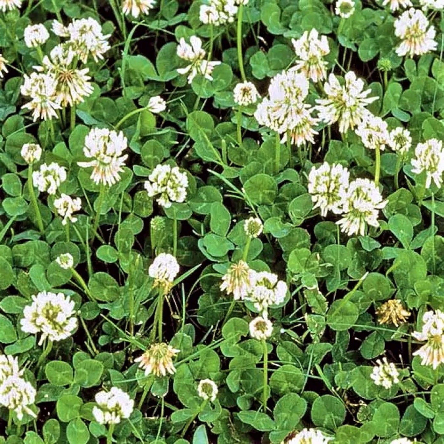 Dutch White Clover Seeds 600+ Seeds - Trifolium repens - Ideal for Lawns, Ground Cover, and Pollinator Gardens