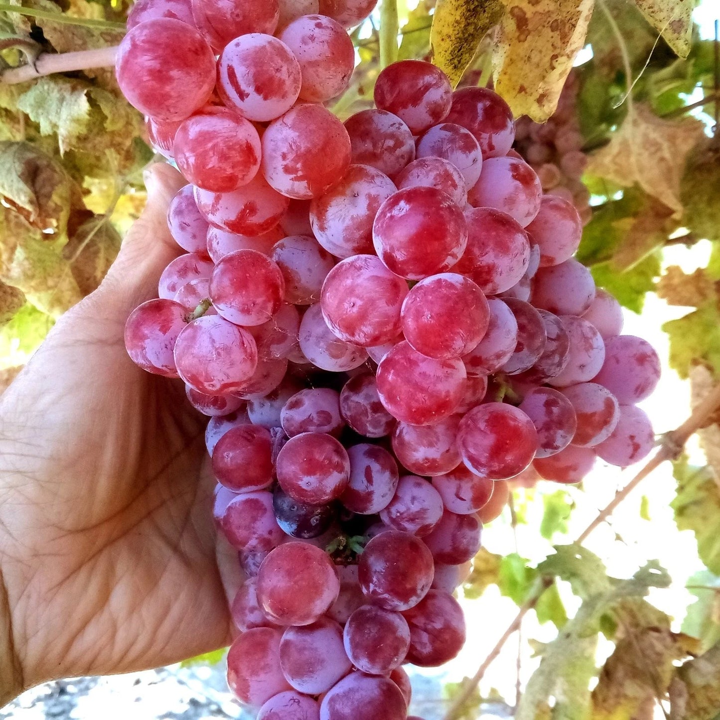 Globe Seedless Grape Vine Cuttings - 50 Bulk THIN Cuttings - Vitis vinifera - Wholesale Table Plants