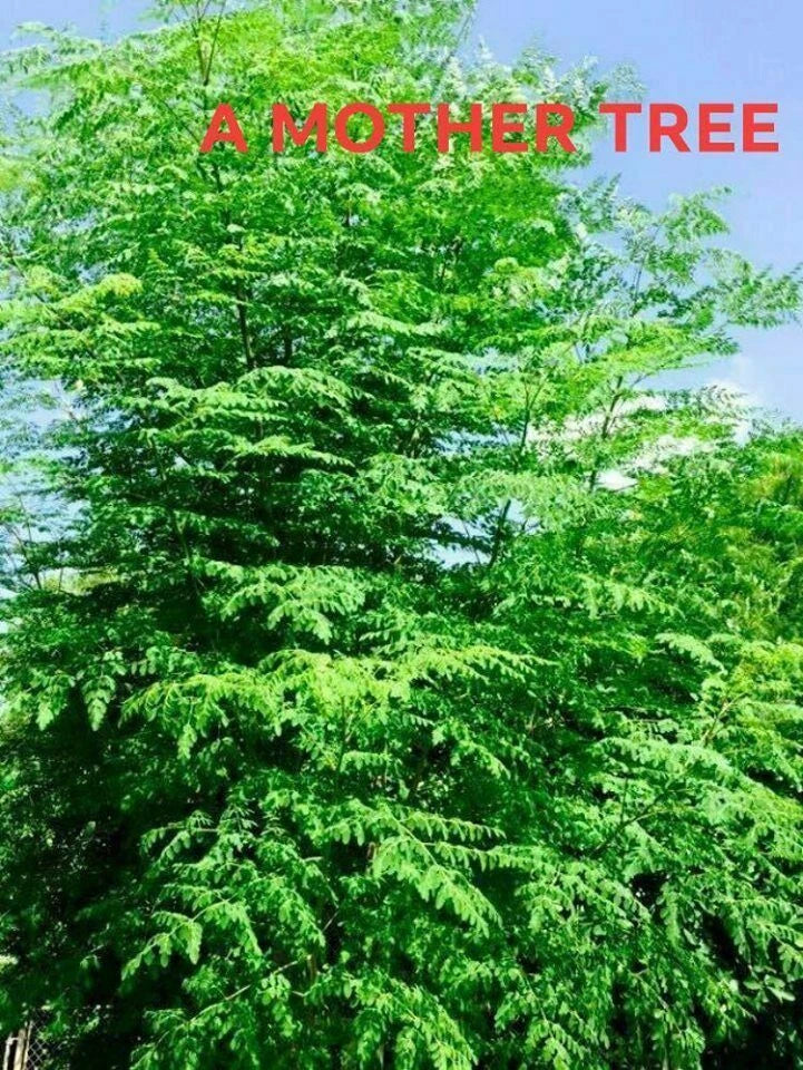 drumstick plant Moringa Oleifera Cutting 1