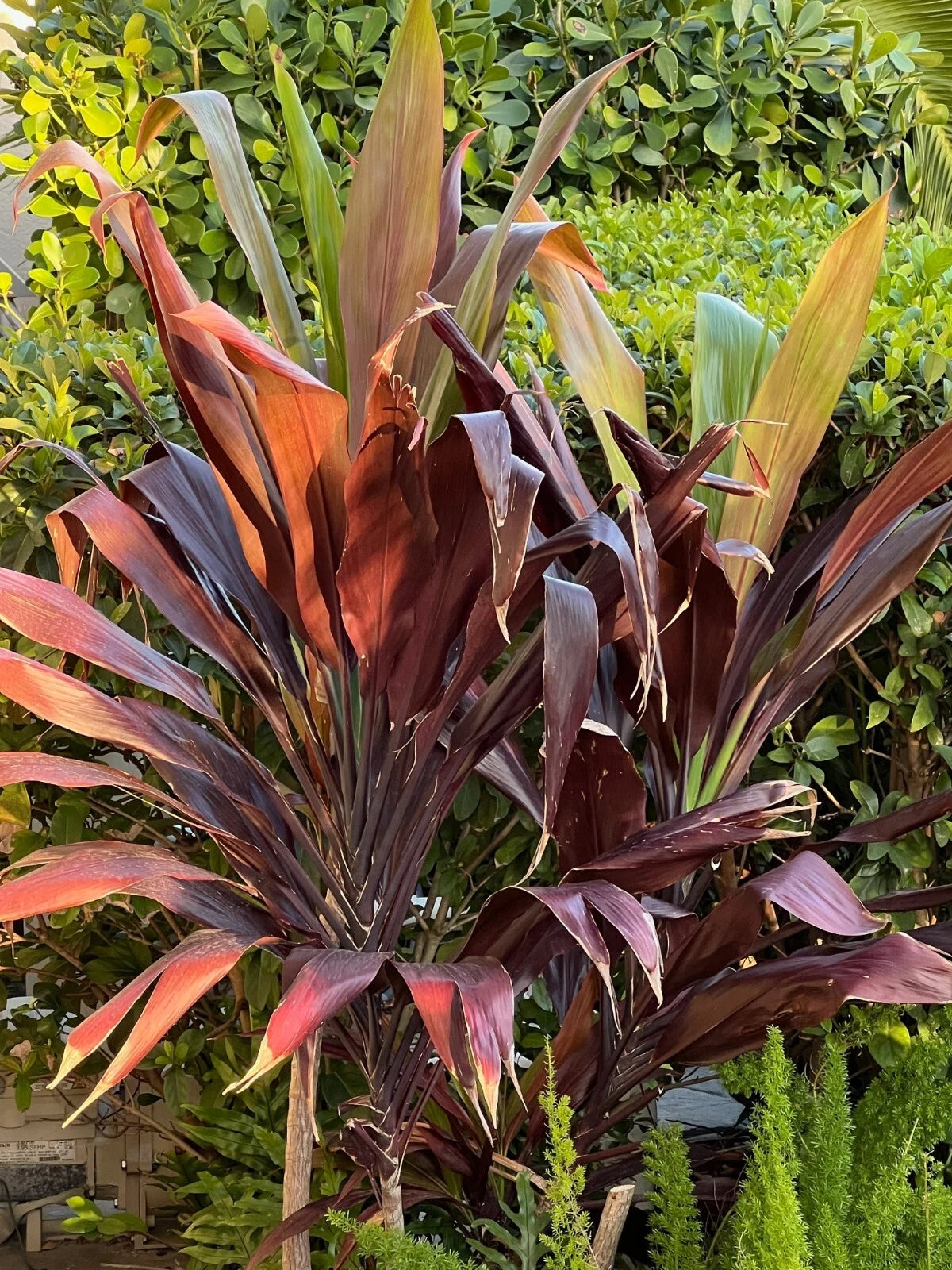 Hawaiian Ti Plant 4