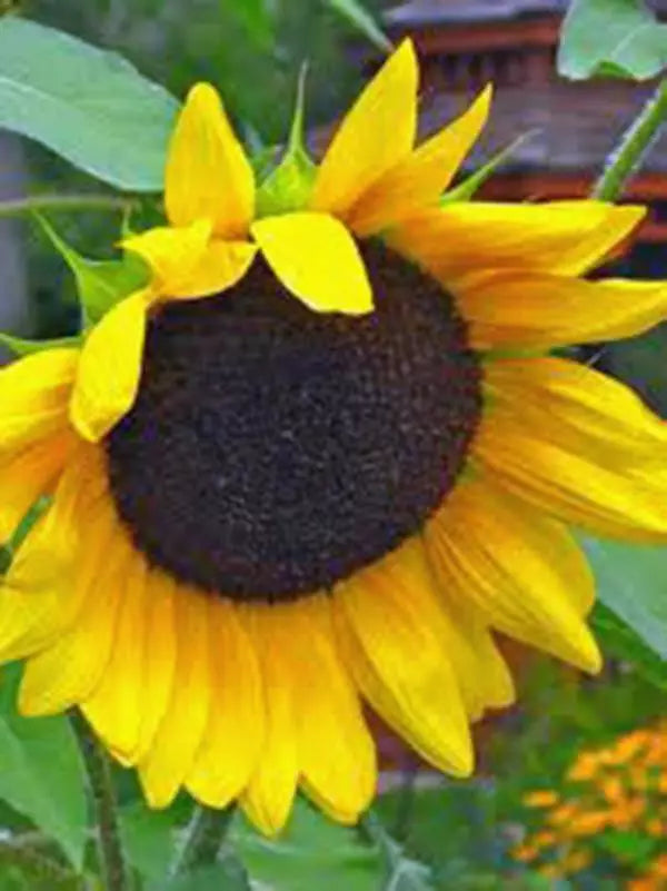 Golden Sunflower Seeds - 100 Count, Classic Sunflower (Helianthus annuus) - Newly Harvested, Gardening Seeds for Planting