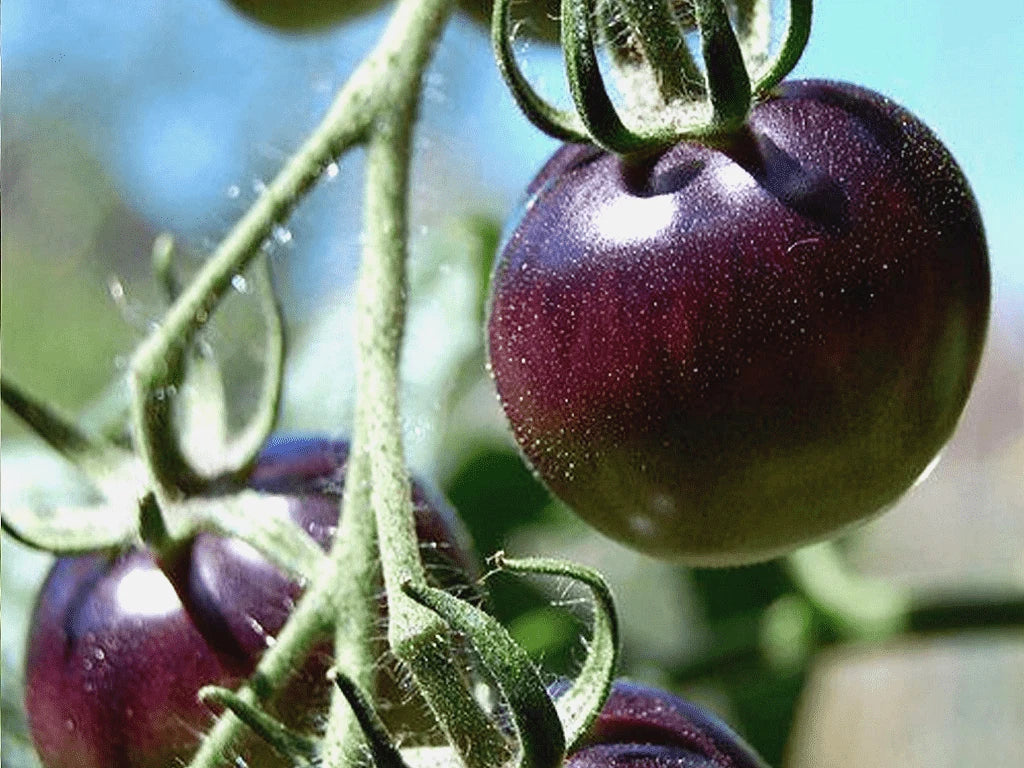 Organic Black Plum Tomato Seeds, 25 Count, Heirloom Variety, 100% Non-GMO, Suitable for Virginia Gardens