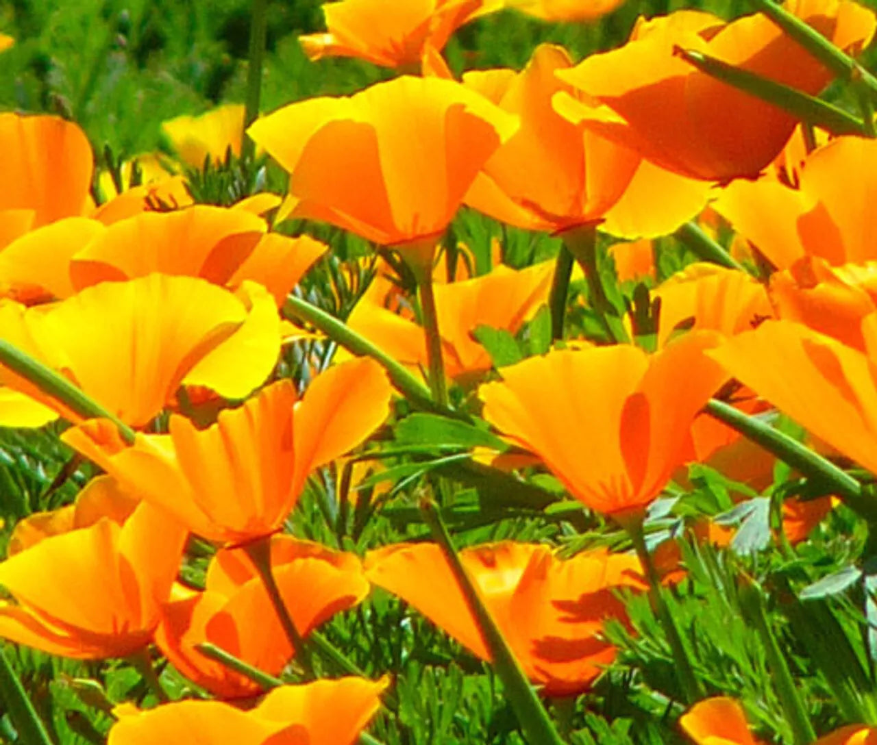 California Poppy Seeds 300+ Orange Flower Garden Seeds Eschscholzia californica USA Free Shipping