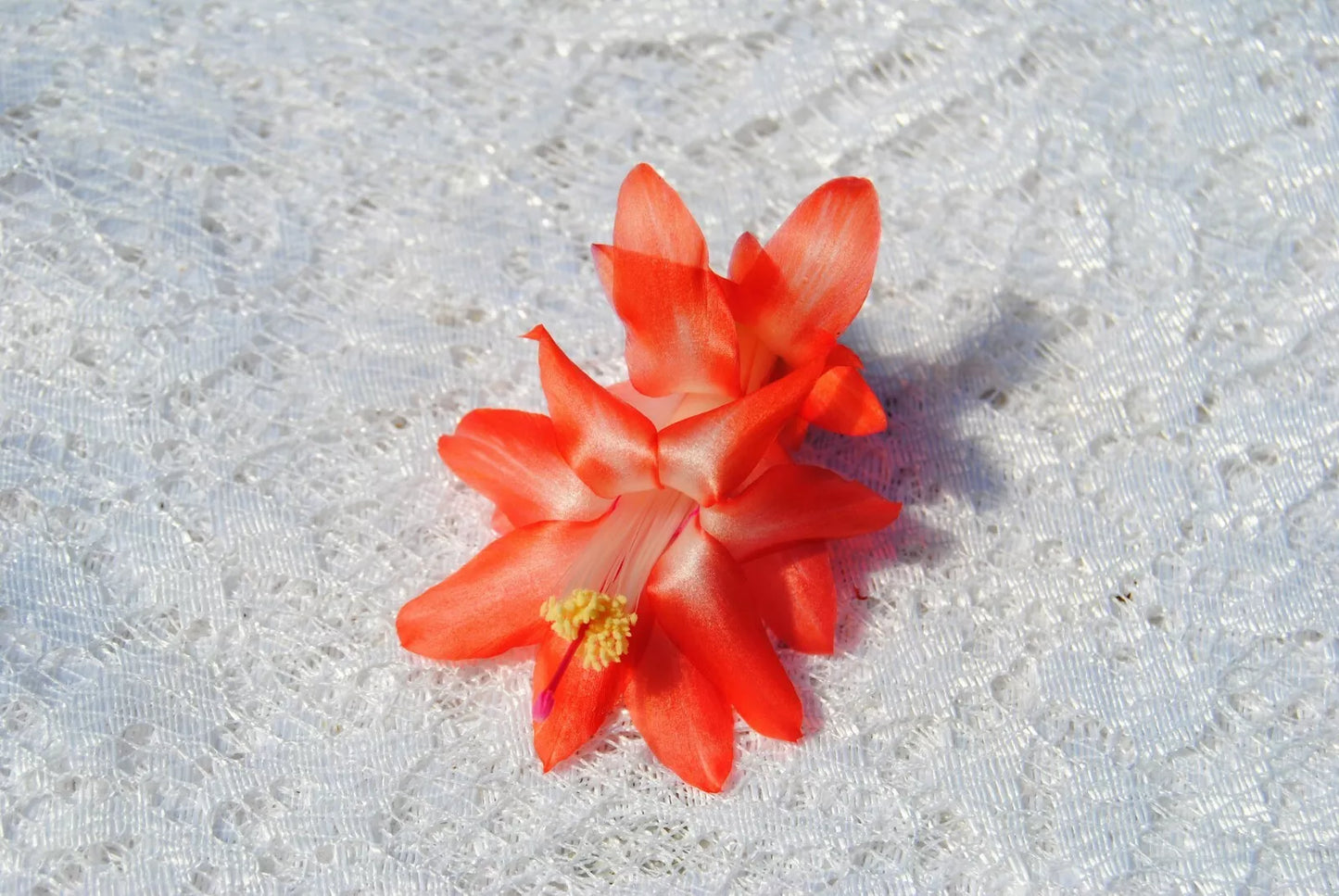 Christmas Cactus Starter Plant - Blushing Belle - Schlumbergera Truncata - Well Rooted Cactus for Home Decor