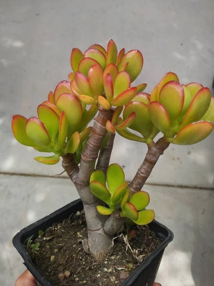 succulent soil for money tree Succulent Crassula Ovata 'Crosby's Compact' 8" Jade Money Plant Tree