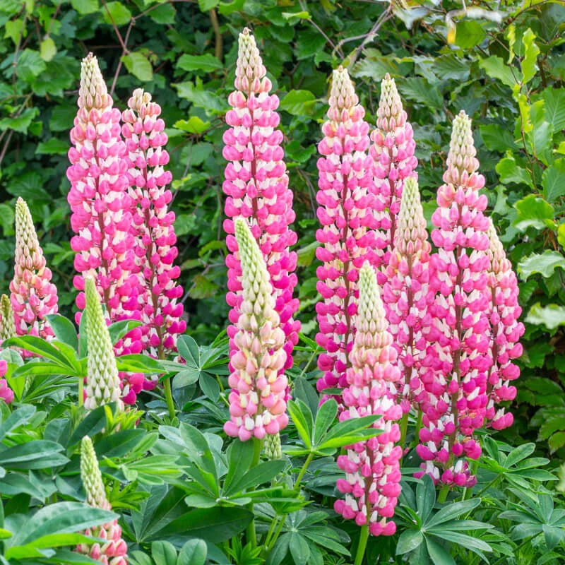 Chatelaine Lupine Seeds | Non-GMO Flower Seeds | Colorful Blooms | Lupinus polyphyllus