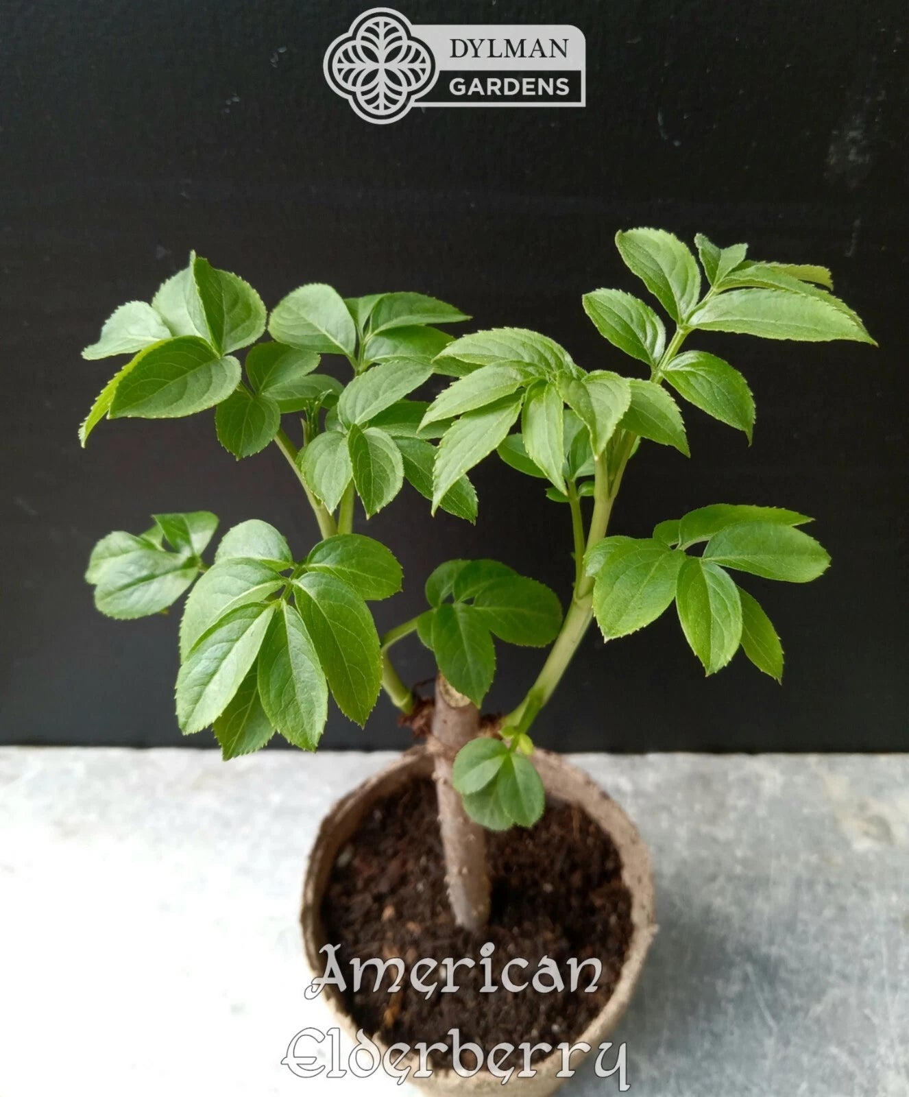 American Elderberry Plants - Live 4 to 6 Inch Sambucus canadensis - Dormant Shipping October to March