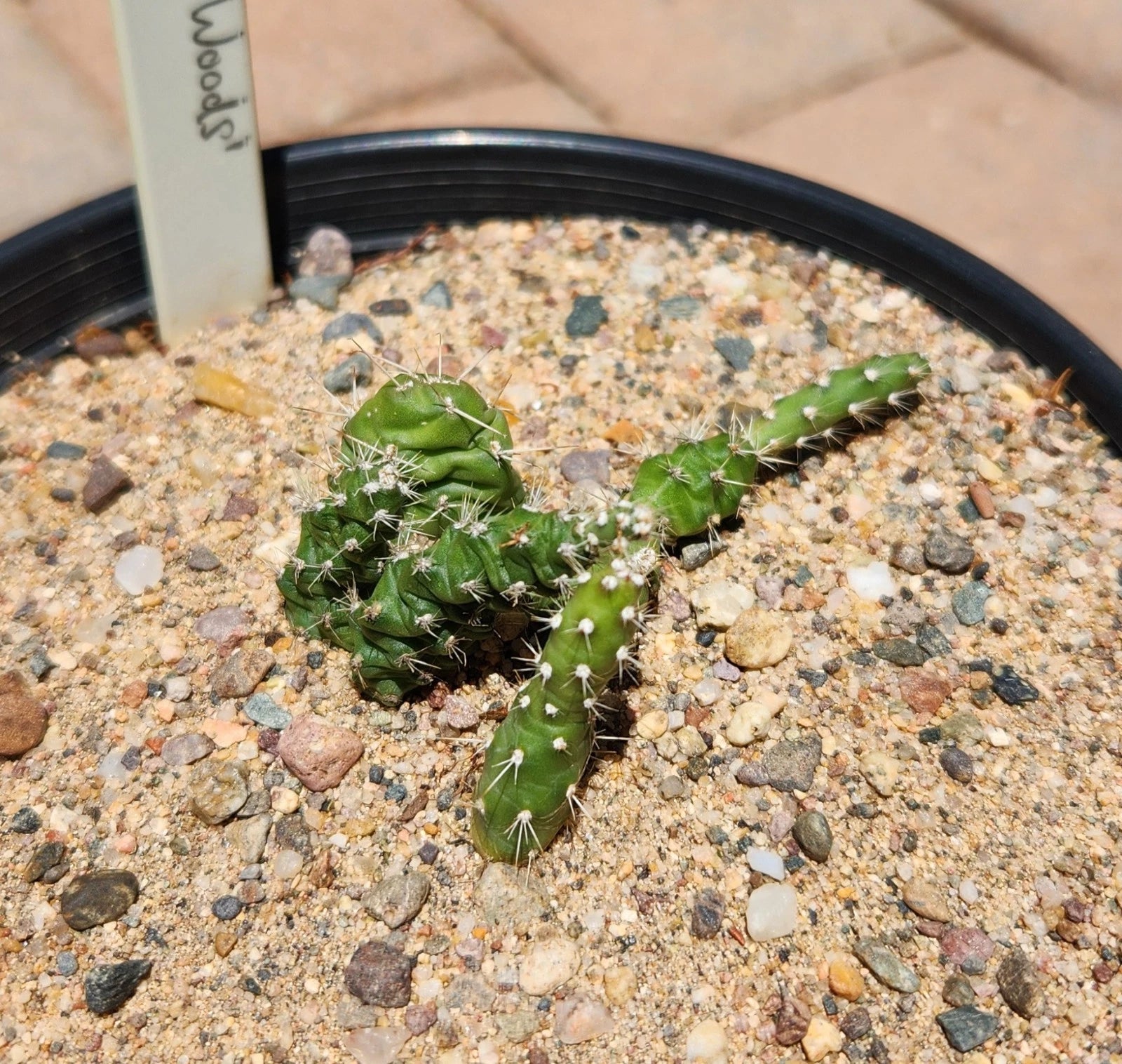 brittle prickly pear cactus for sale Rooted Cactus Plant - Opuntia Fragilis Brittle Prickly Pear - Lake of the Woods MN