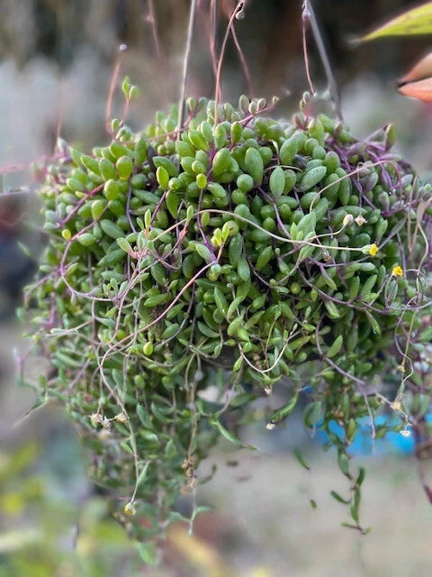 Othonna Capensis Ruby Necklace Succulent Live Plant in 4