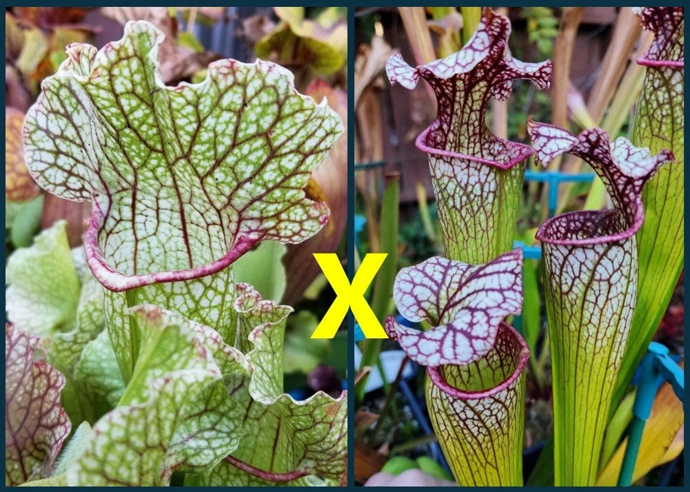 Sarracenia Seeds - 2025 Fat Mitchelliana X (Adrian Slack X Judith Hindle)