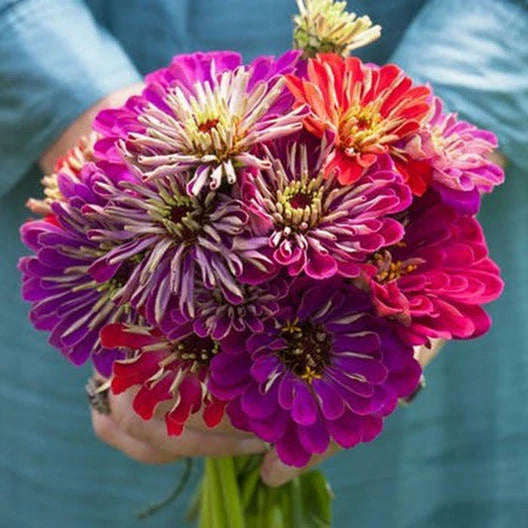 Zinnia Seeds - 100 Non-GMO Meteor Shower Mixed Colors - Vibrant Flower Variety for Garden - Zinnia elegans