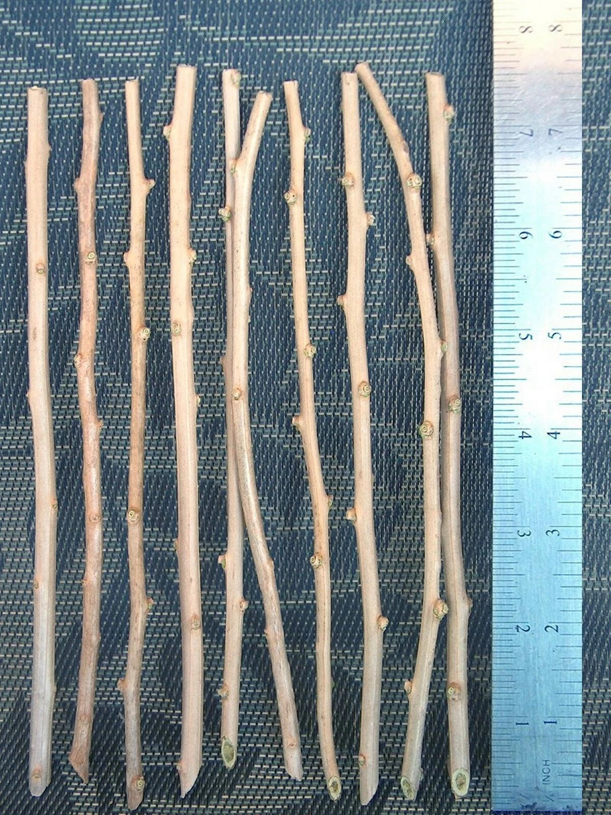 10 Goji Berry Cuttings ā Fresh Unrooted Lycium Barbarum for Propagation ā Grow Your Own Superfruit Plant at Home or Garden