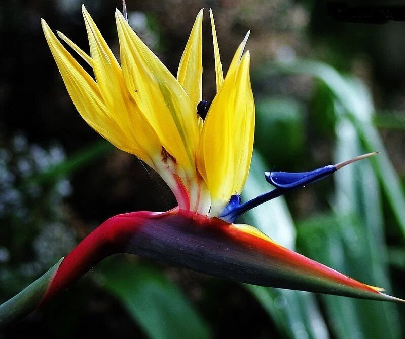 Yellow Bird of Paradise Plant - 10-12