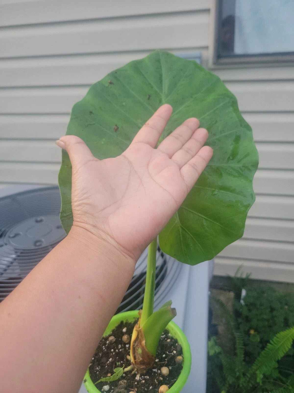 Calidora Elephant Ear Plant - Live Alocasia - Persian Palm Variety