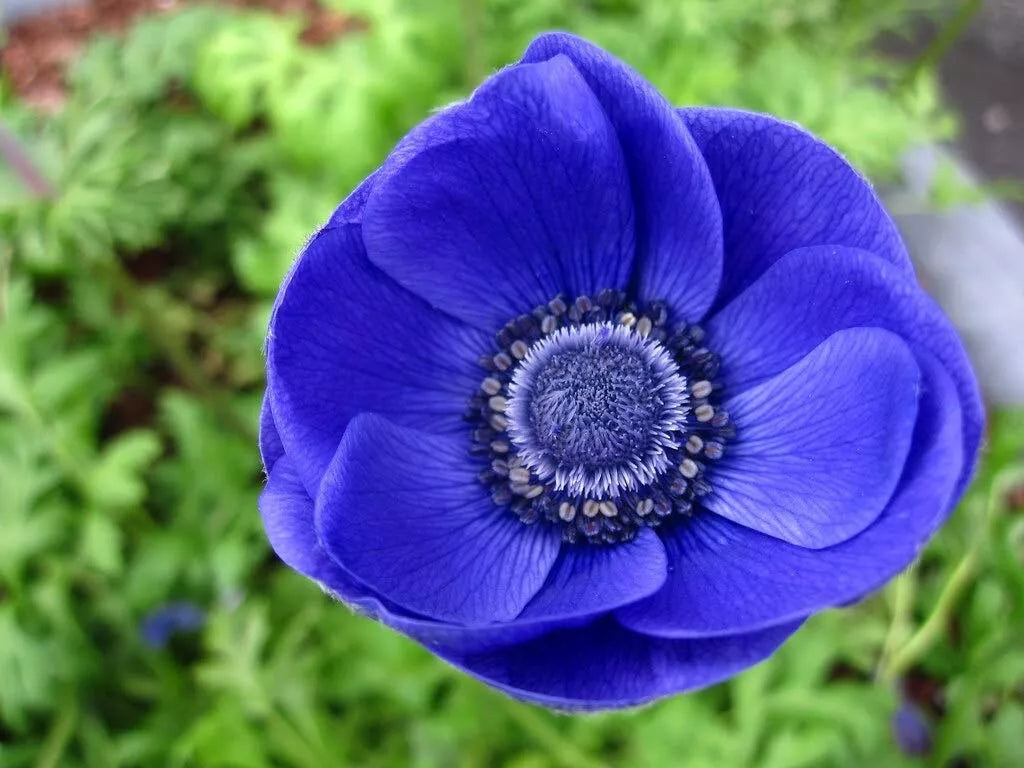 Anemone de Caen Blue Poppy Seeds - 40 Count - Vibrant Blue Flowers - Anemone coronaria