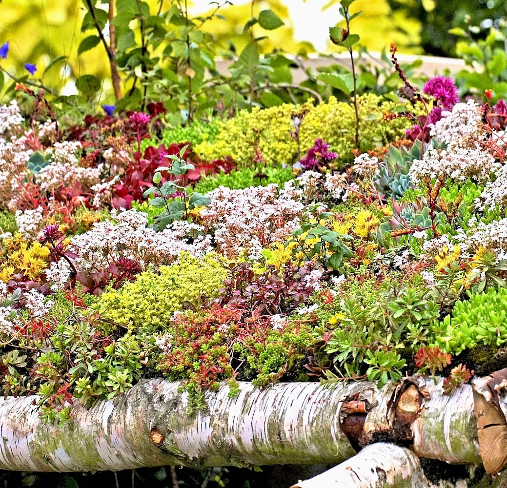 Sedum Seeds - 200+ Count - Autumn Mix Succulent Ground Cover - Stonecrop (Sedum spp.)
