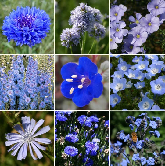 Blue Wildflower Seeds Mix - 9 Species Variety for Gardens | 2025 Planting | Wildflower Seed Blend