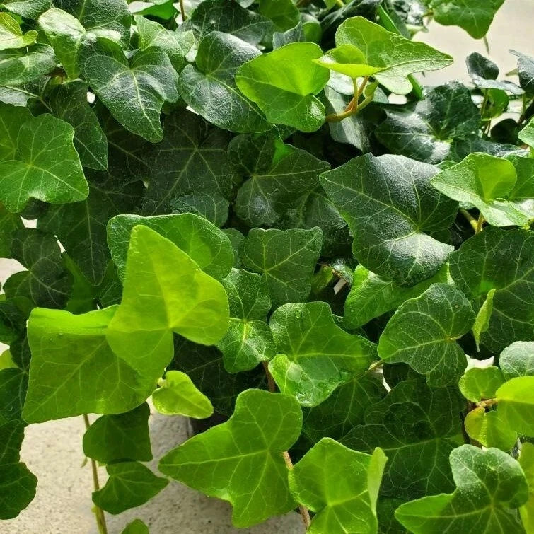 12 Rooted English Ivy Cuttings 4" | Hedera helix | Indoor Plant, Green Foliage, Easy Care