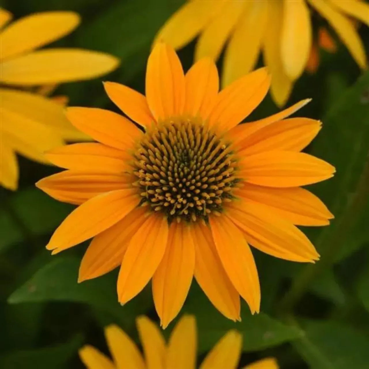 50 Yellow Ombre Coneflower Seeds - Echinacea Perennial Flower Seeds for Garden Planting 1334