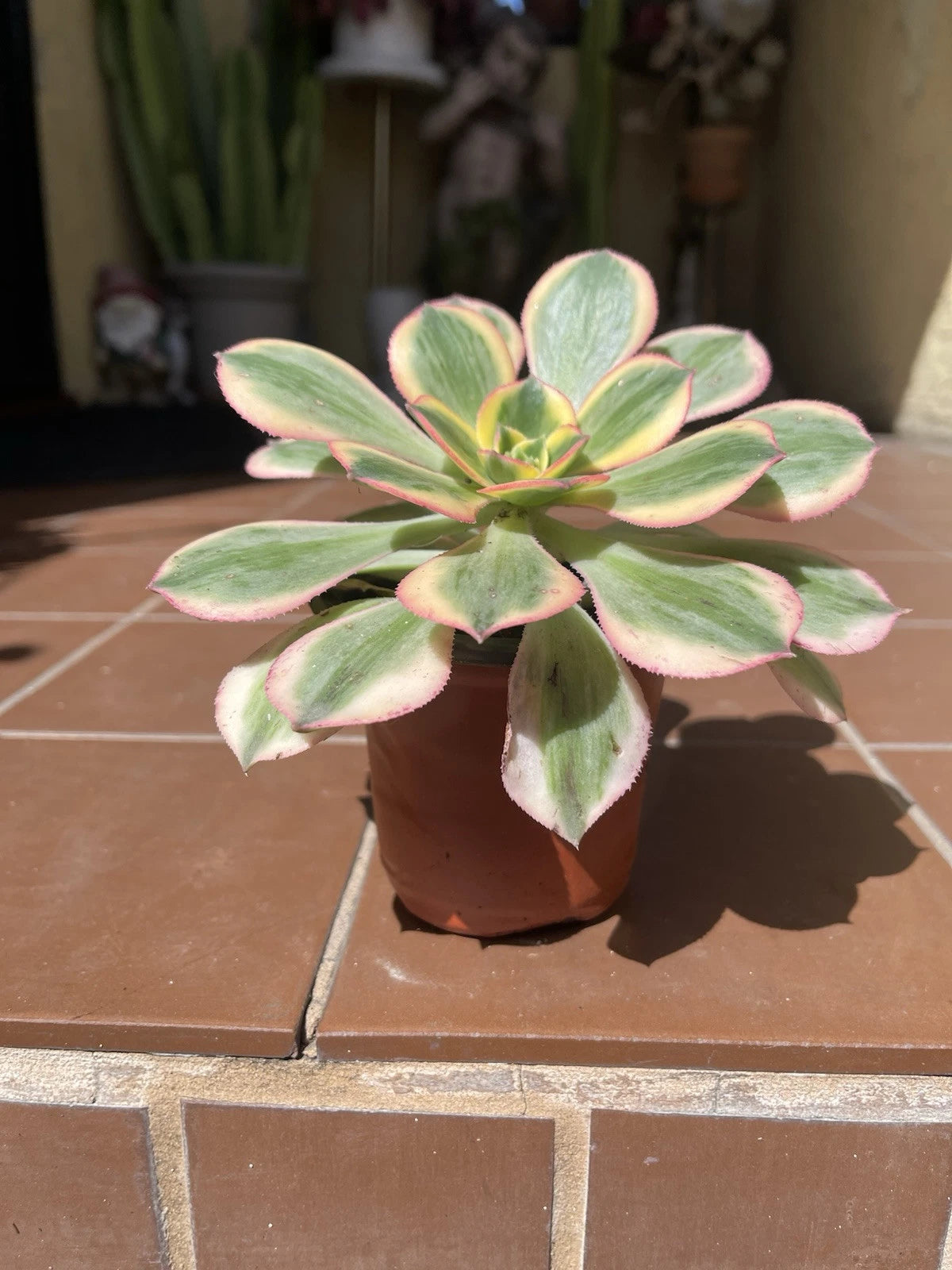 Aeonium Sunburst Succulent Cutting 4-6” | Variegated Green and Yellow | Perfect for Indoor Gardening