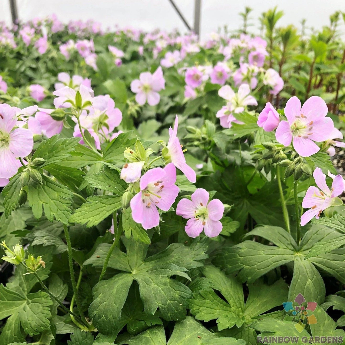 25+ Geranium Seeds for Garden Planting - Beth Chatto Variety - Free Shipping - Ideal for USA Gardens