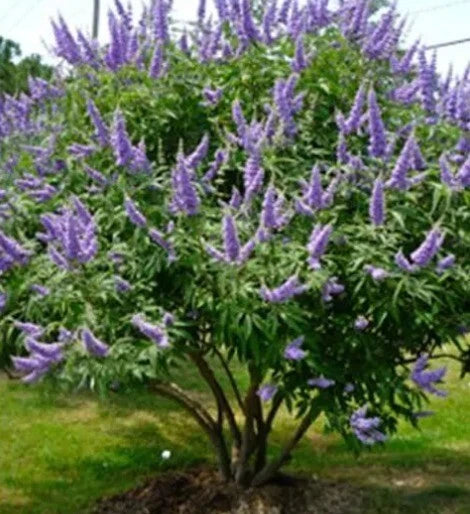 Chaste Tree Seeds - 50+ Pack - Fast Growing, Edible Spice - Vitex agnus-castus
