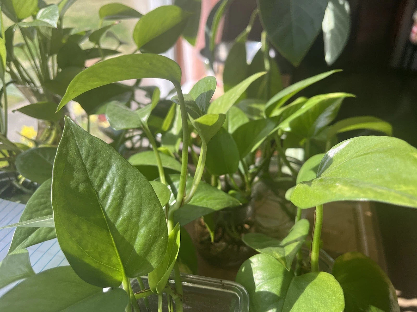 Pothos Plant - Organic Healthy Vibrant Green