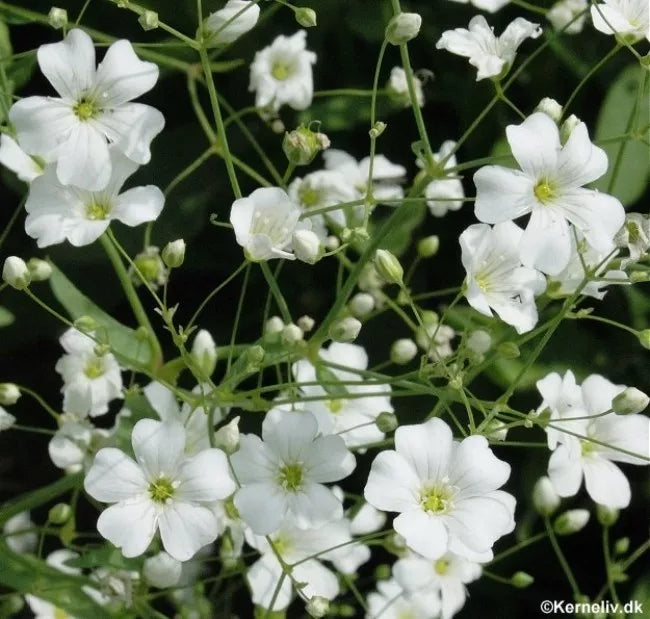 500 Seeds Baby's Breath White Annual Flower, Gypsophila elegans, Bulk Pack for Gardening, Free Shipping on 15 Packs