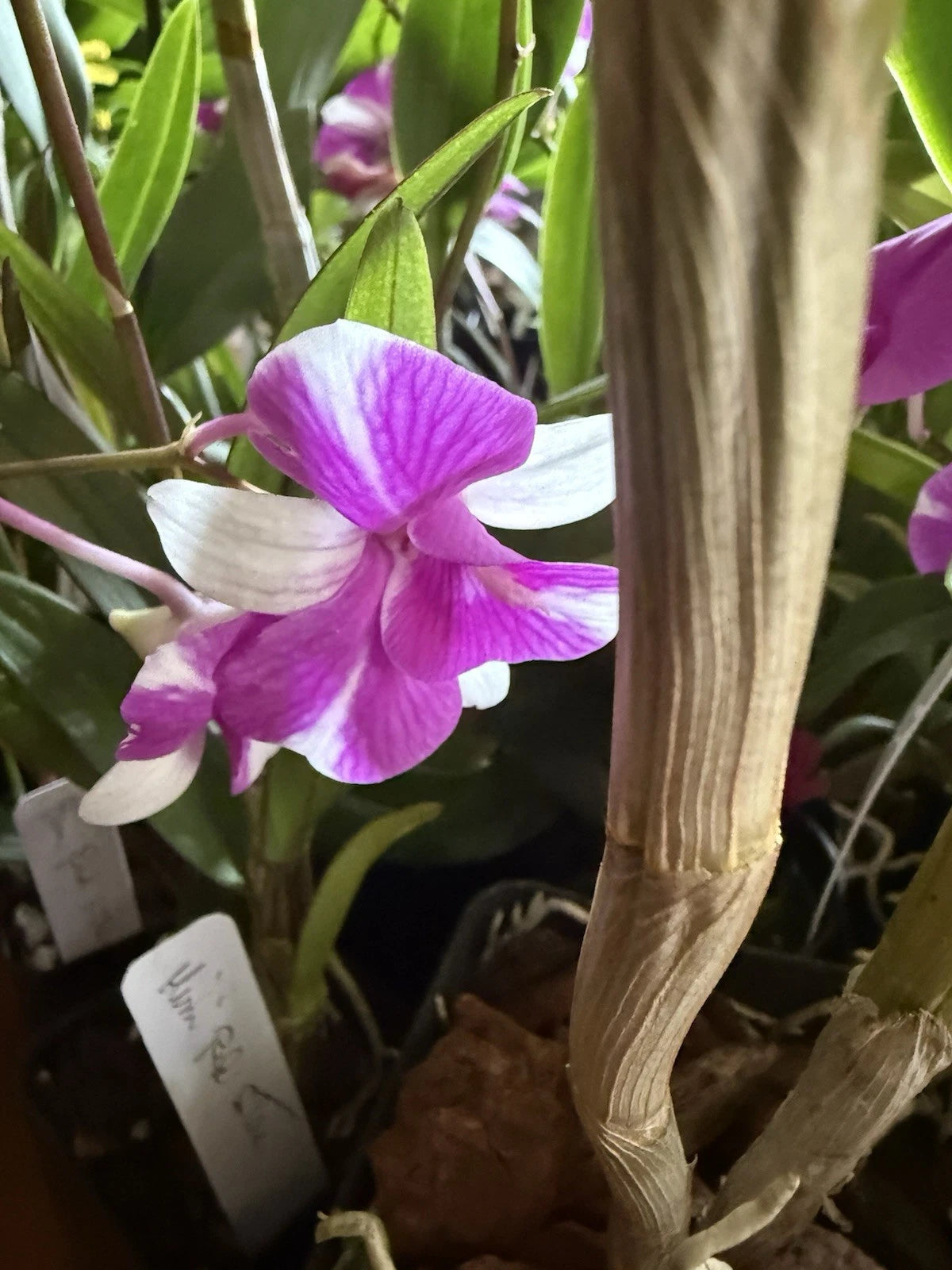 dendrobium potting mix Dendrobium Orchid Plant Mix - 3 Rooted Stems, No Pot